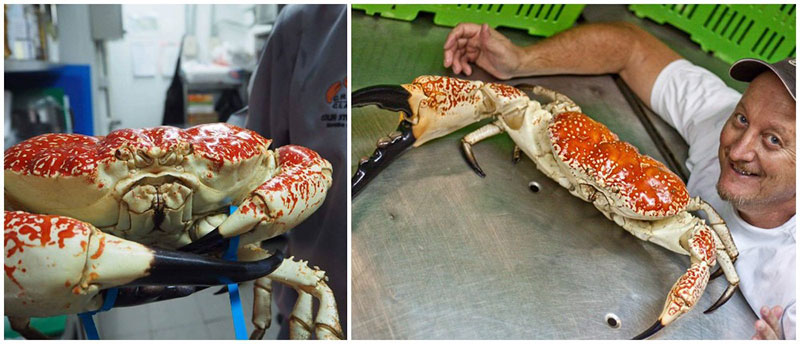 1-2-crab-and-claw-tasmanian-king-crab-collage