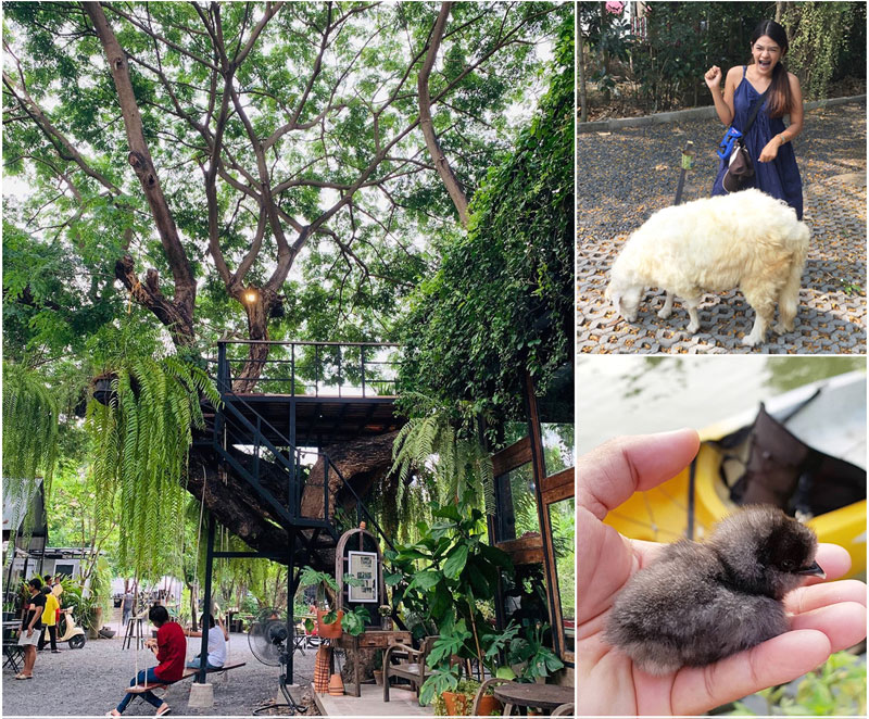 Dog Www Xxxvio - 35 fun family-friendly things to do with kids in Bangkok that will ...